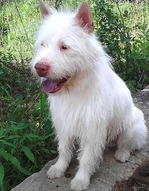 新澳门今晚开奖结果查询表图片和中国下司犬外网爆火与中国下司犬介绍