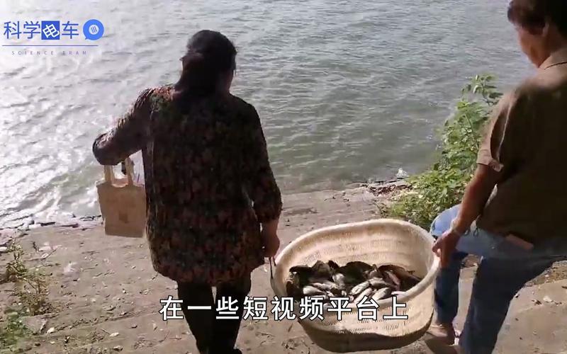 2025年新澳门天天开彩大全和放生2.5万斤外来鲇鱼与放生鲇鱼的功德